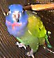 Blue-headed Pionus